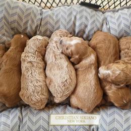 Cavapoo and Dachshund Puppies from Barnyard Dachshunds, Dals & Doodles