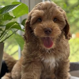 Heath - Caramel male Australian Labradoodle puppy in Fremont, New Hampshire from Birchwood Labradoodles