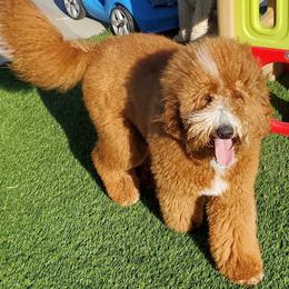 Rogue - Labradoodle