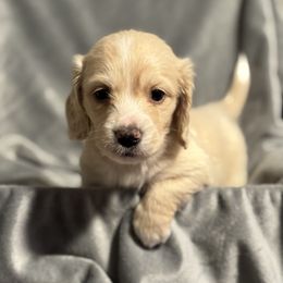 Milo - Cream male Dachshund puppy in Wasilla, Alaska from Denali Mini Dachshunds
