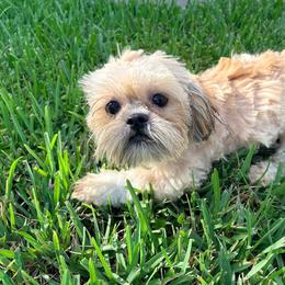 Sandy - Gold female Shih Tzu puppy in Saint Johns, Florida from BEH Puppies LLC