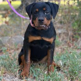 Mia - Black and rust female Rottweiler puppy in Quinlan, Texas from Wright Way Retrievers