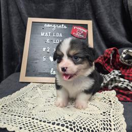 2 - green collar boy - Black and tan male Pembroke Welsh Corgi puppy in Harrisburg, Illinois from Parish Corgis