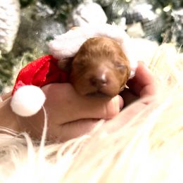 Girl 3 - female Cavapoo puppy in Greenville, South Carolina from Reedy River Doodles
