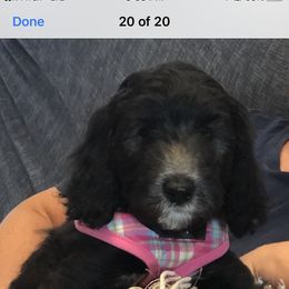 Goldendoodle and Poodle Puppies from Breedadoodle