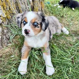 Roxy - Blue merle female Miniature Australian Shepherd puppy in Marion, Michigan from Highland Hills Mini Aussies