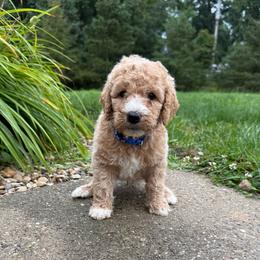 Blue - Boy - Red  male Goldendoodle puppy in Kent City, Michigan from Hannah Mae Doodles