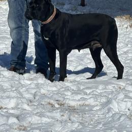 Cane Corso from Hub City Kennel