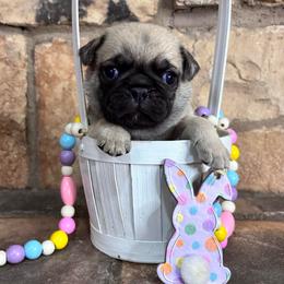Green collar - Fawn male Pug puppy in Tucson, Arizona from Furever Friends