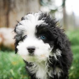 Rally - Black tri-color male Aussiedoodle puppy in Hamilton, Montana from North Lake Aussies