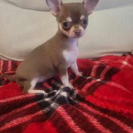 Boy 1 - Chocolate and tan male Chihuahua puppy in Warsaw, Virginia from B&D Chihuahuas