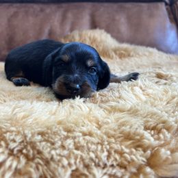 Dachshund Puppies from Wet Mountain Weenie Dogs