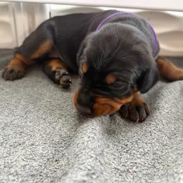 Jasmine - Black and rust female Doberman Pinscher puppy in Lynn, Michigan from Creekside Dobermans