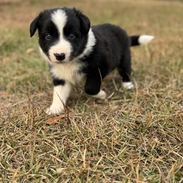 Dancer - Black male Border Collie puppy in Erwin, North Carolina from Herd That Farms