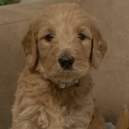 Goldendoodles from Divine Goldendoodles