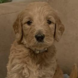 Goldendoodles from Divine Goldendoodles