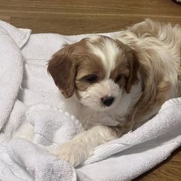 Cavalier King Charles Spaniel, Cavapoo, Maltipoo, and Poodle Puppies from Lainy's Puppies