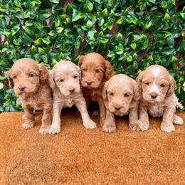 3rd pick boy - Caramel male Australian Labradoodle puppy in Hartshorne, Oklahoma from Jena Edmond