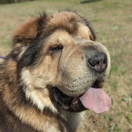Bentley - Chinese Shar-Pei