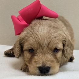 Girl 4 - Cream female Goldendoodle puppy in Milford, Michigan from Servant Kennel
