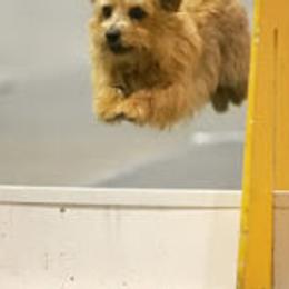 Norfolk Terrier and Norwich Terrier All Grown Up from Infinity Kennels