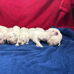 Male - Light golden male Golden Retriever puppy in Tacoma, Washington from Canyon Meadows Farm