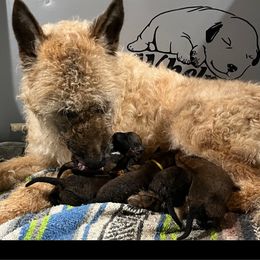 Puppy girl number 2 - Mahogany Belgian Laekenois puppy in Ball Ground, Georgia from COSWALD  BELGIAN  LAEKENOIS