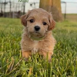 Geo - Cream male Shichon puppy in De Pere, Wisconsin from Kinzor Kennels