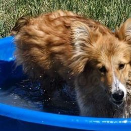 Sakura - Sable Pembroke Welsh Corgi puppy in Kiowa, Colorado from Cool Water Corgis LLC