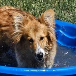 Sakura - Sable Pembroke Welsh Corgi puppy in Kiowa, Colorado from Cool Water Corgis LLC