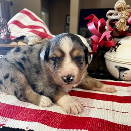 Prancer - Blue merle female Australian Shepherd puppy in Kaufman, Texas from Martin's Star Ranch Aussies