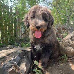 Alaska - female Golden Mountain Doodle puppy in Boise, Idaho from Nesting Dolls