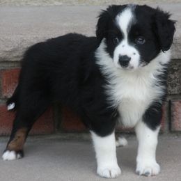 Courage - Black tri female Miniature Australian Shepherd puppy in Taunton, Massachusetts from Checkered Flag Champions Mini Aussies