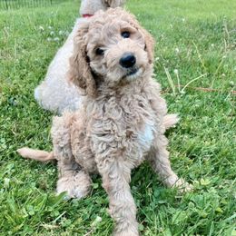 Goldendoodles from Brookeside Doodles