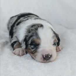 Blue - Blue merle male Australian Shepherd puppy in Yakima, Washington from Naches Heights Ranch
