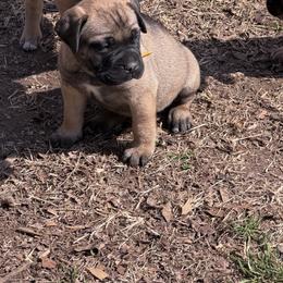 Fawn Females available - Fawn female Bullmastiff puppy in Comer, Georgia from Caro Bullmastiffs