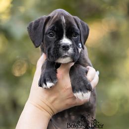 Magenta - Brindle female Boxer puppy in Catlett, Virginia from Honey and Coal Kennels