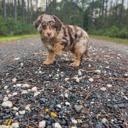 Aussiedoodle and Australian Shepherd Puppies from Autumn's Aussies