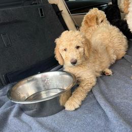 Candy - Cream female Goldendoodle puppy in Simpsonville, South Carolina from D & D Golden Doodles, LLC