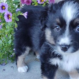 Miniature Australian Shepherds and Toy Australian Shepherds from Happy Puppy Paws