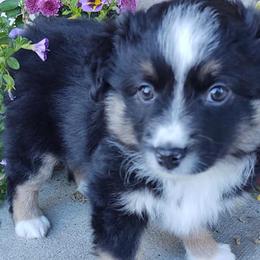 Miniature Australian Shepherds and Toy Australian Shepherds from Happy Puppy Paws