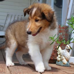 Collie Puppies from Americana Rough Collies