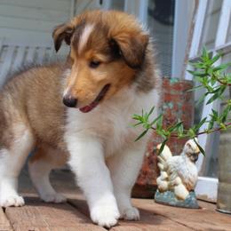 Collie Puppies from Americana Rough Collies