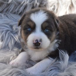 Hazen - Blue merle Miniature Australian Shepherd puppy in Redfield, Kansas from CY Ranch Aussies