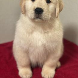 Golden Retriever Puppies from Aubergine Goldens