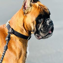 Boss - Boxer