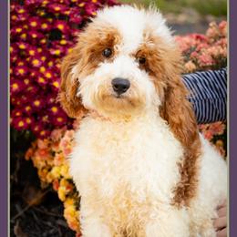 RJ - Red and white male Cockapoo puppy in Connersville, Indiana from Deaz Doodle Ranch