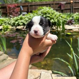 Iris (Green Collar) - Black and white female Cardigan Welsh Corgi puppy in Clio, Michigan from Old Oak Cardigans