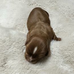 Girl 1 - Ruby female Cavalier King Charles Spaniel puppy in Marshall, Arkansas from Kate’s Cavaliers