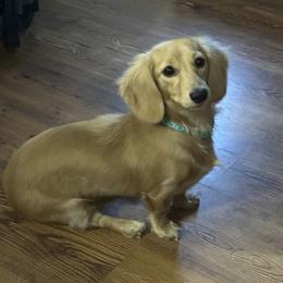 Luna - Dachshund